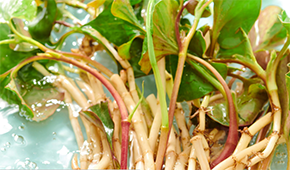 香菜面、折耳根拌面、辣條拌面…揭秘白象“瘋感”產(chǎn)品的設(shè)計故事