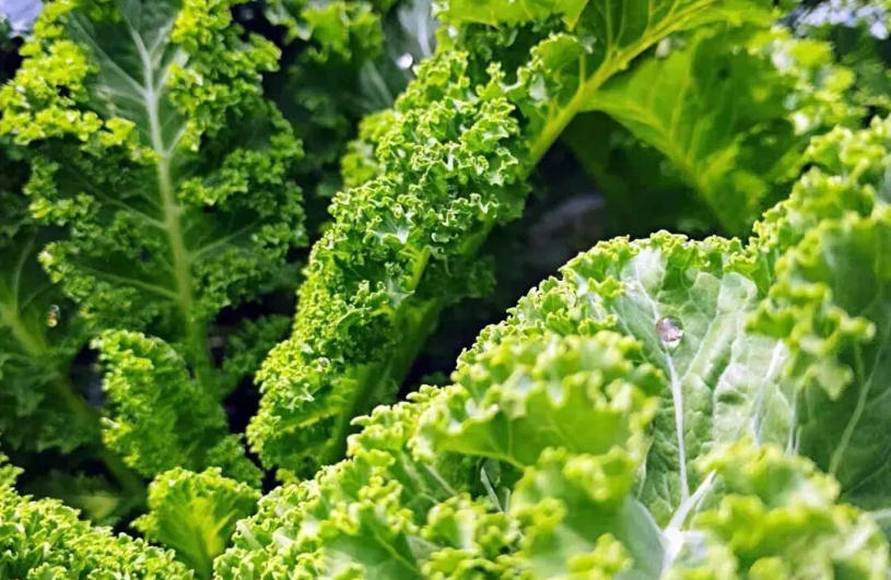 白象、袁記、三全、思念…紛紛盯上羽衣甘藍(lán)，“超級(jí)植物”開(kāi)始席卷速凍食品？